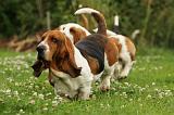 BASSET HOUND 107